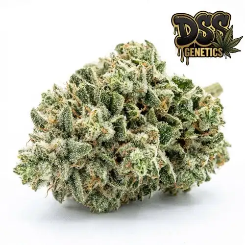 Great White Shark Autoflower Seeds cannabis seeds