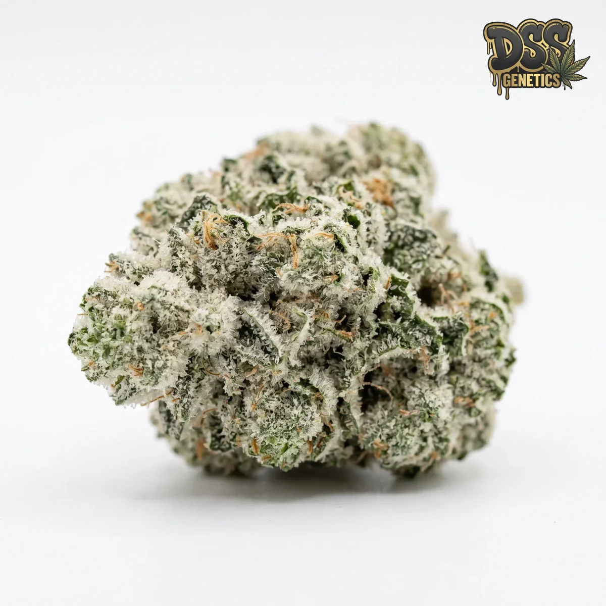 Great White Shark Autoflower Seeds grow guide