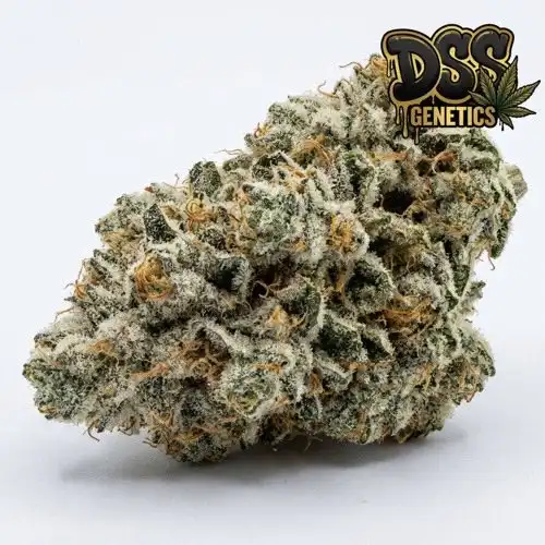 Great White Shark Feminized Seeds cannabis seeds