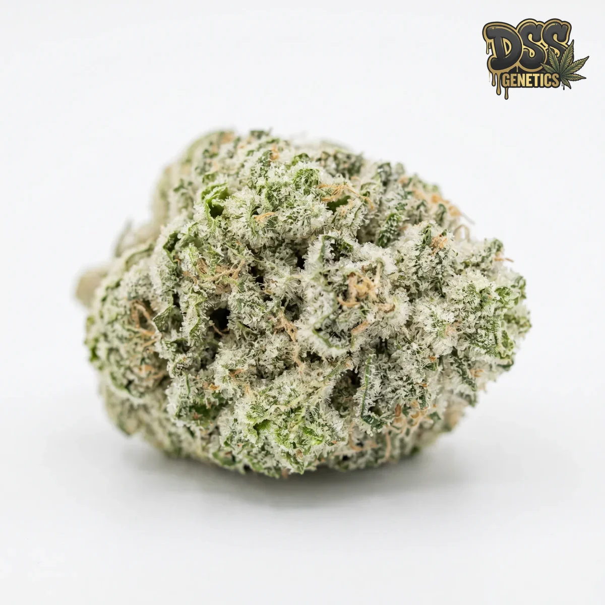 Great White Shark grow guide