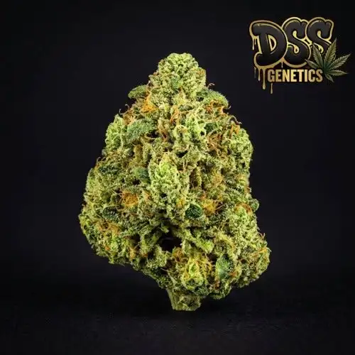 Green Crack Autoflower Seeds cannabis seeds