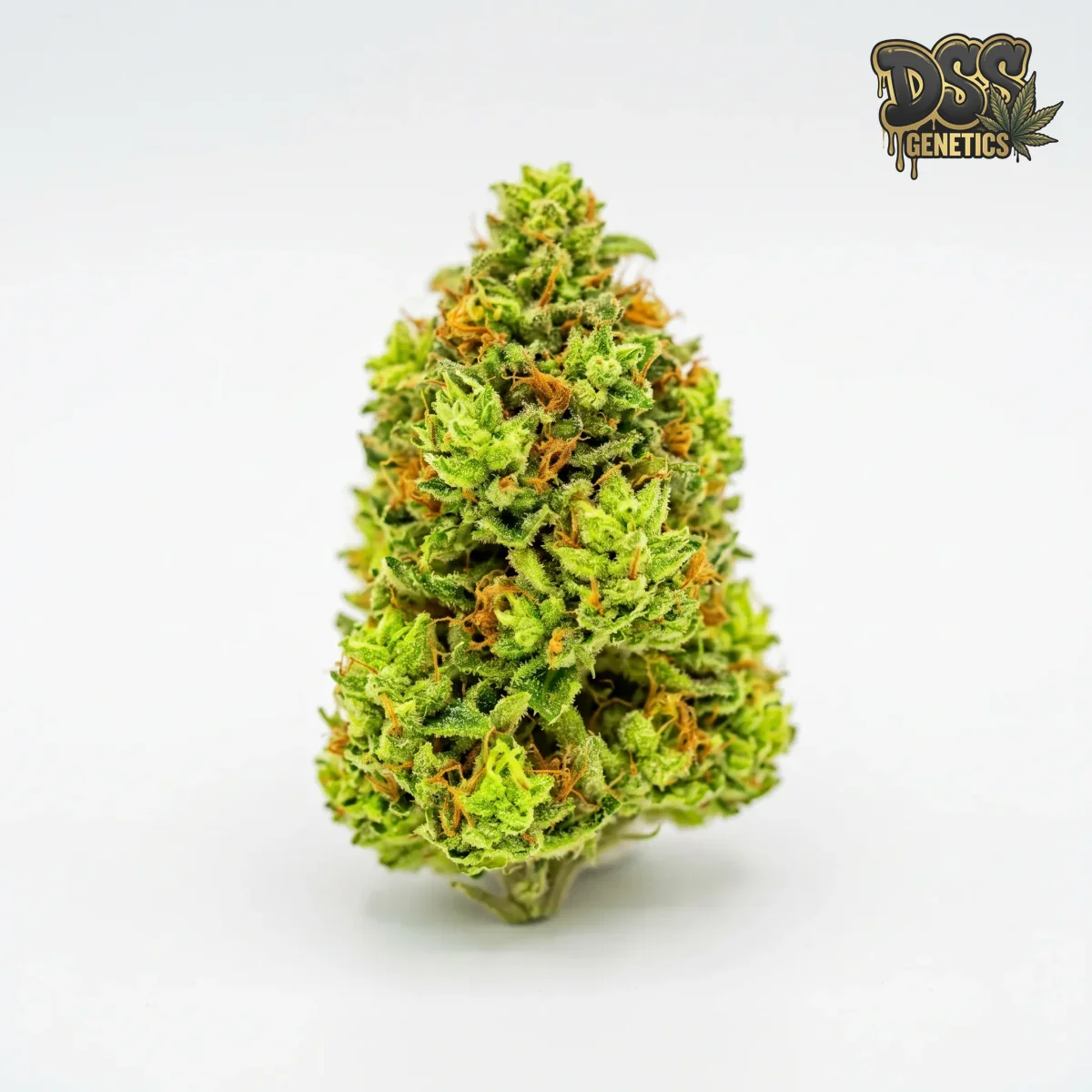 Green Crack Autoflower Seeds grow guide