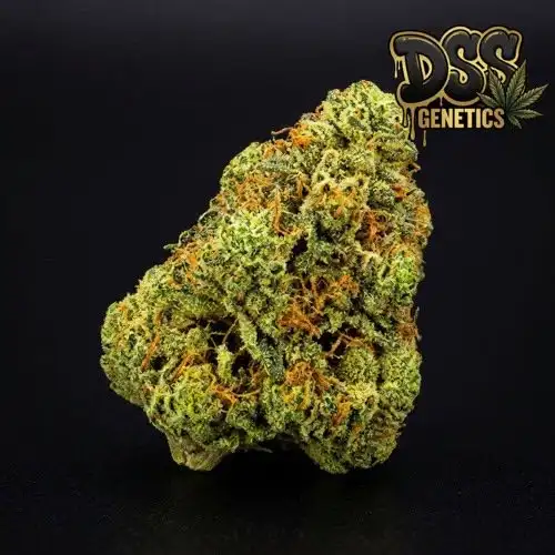 Green Crack cannabis seeds