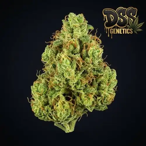 Green Crack x Amnesia Haze Feminized Seeds cannabis seeds