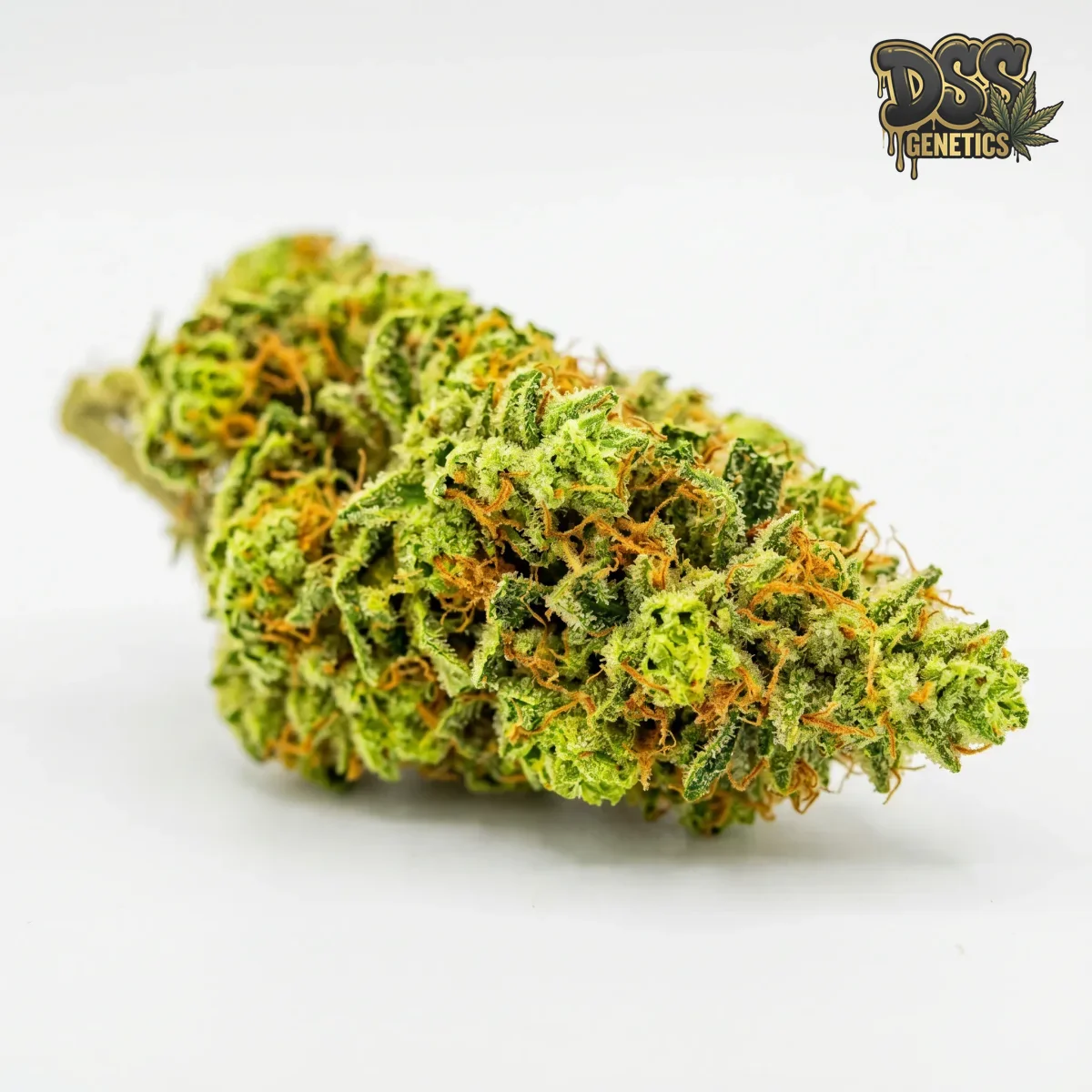 Green Crack x Amnesia Haze grow guide