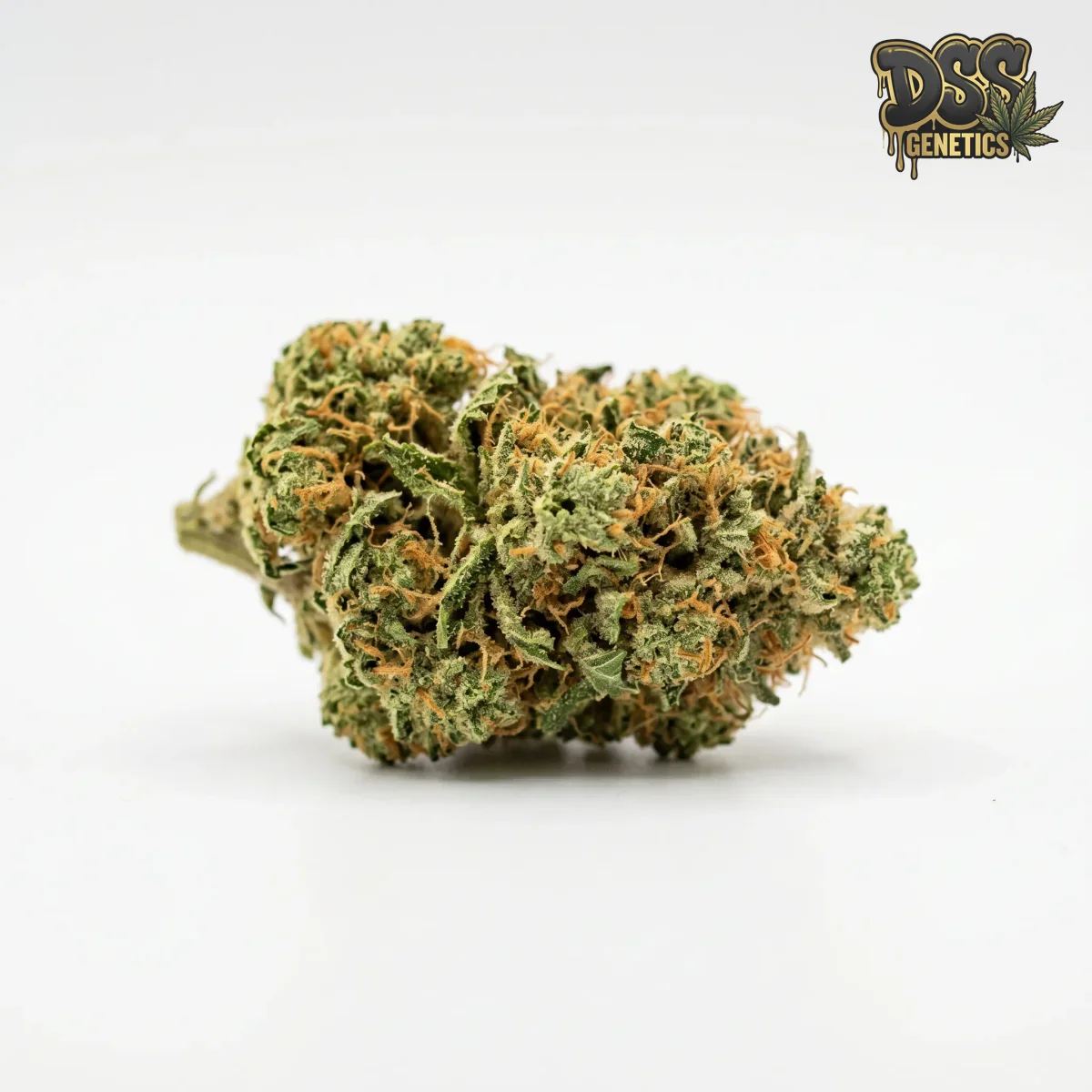 Harlequin grow guide