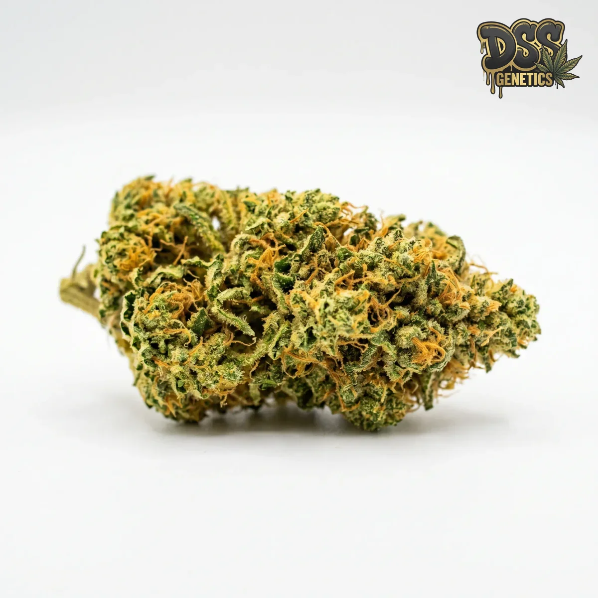 Hawaii x Maui Waui Feminized Seeds cannabis seeds