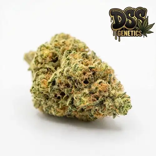 Hawaii x Skunk #1 grow guide