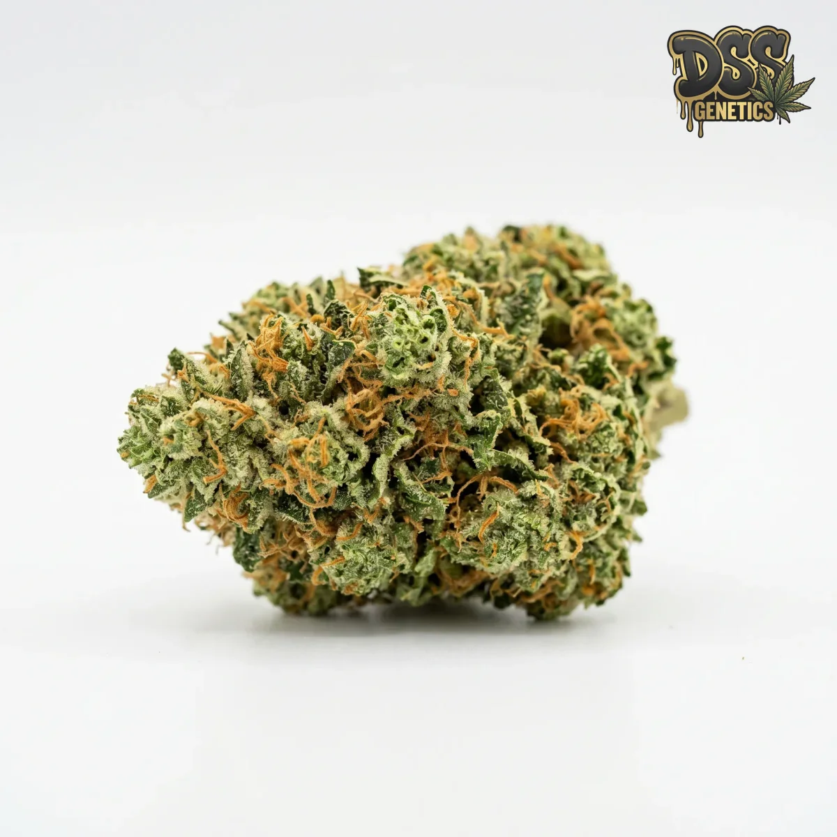Hawaii x Skunk #1 grow guide
