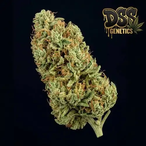 Hawaiian Snow Feminized Seeds cannabis seeds