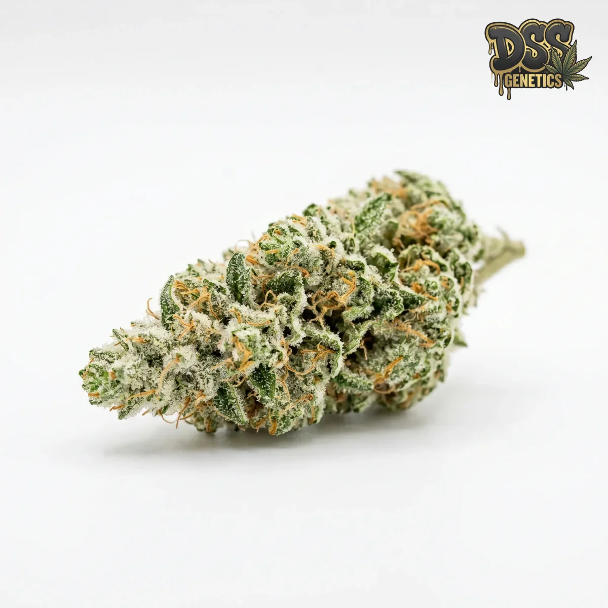 Hawaiian Snow Feminized Seeds cannabis seeds