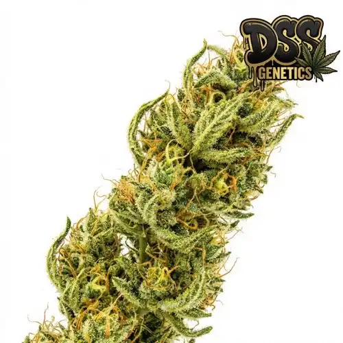 Haze 19 x Skunk Feminized Seeds cannabis seeds
