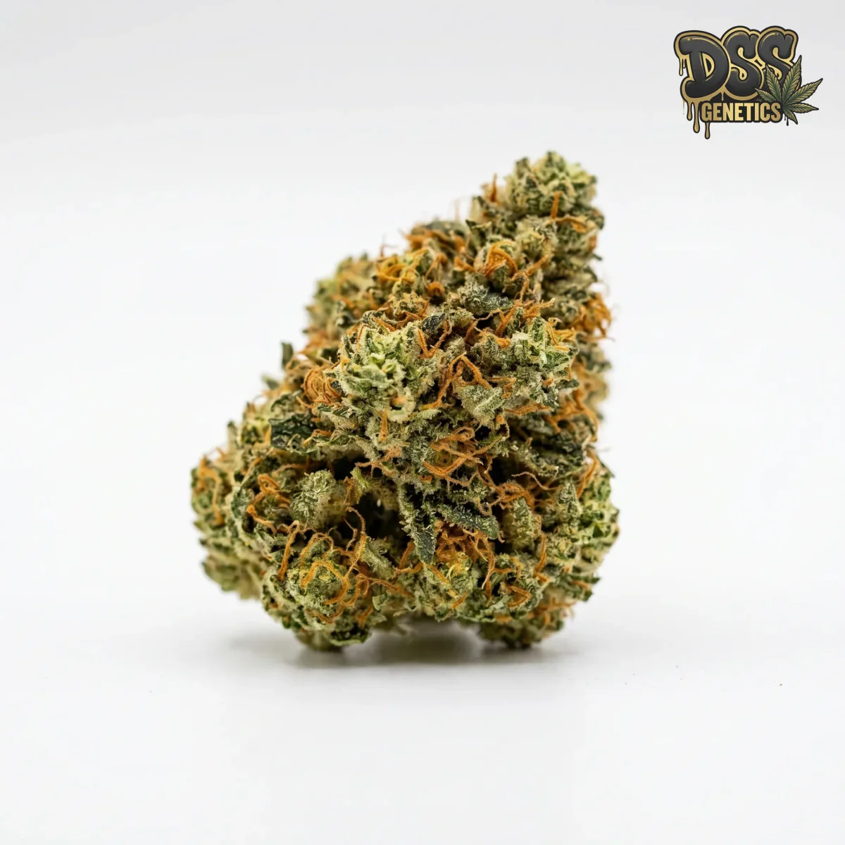 Haze 19 x Skunk Feminized Seeds cannabis seeds