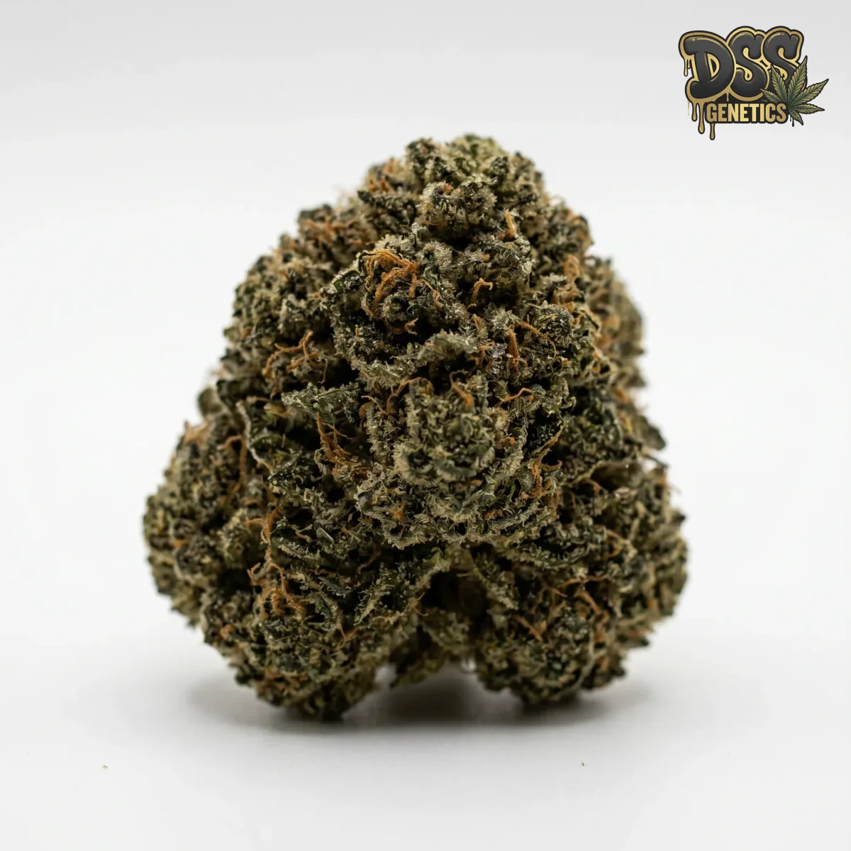 Hindu Kush Feminized Seeds cannabis seeds