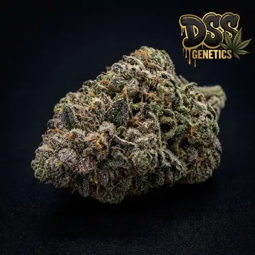 Holy Grail Kush Autoflower Seeds cannabis seeds