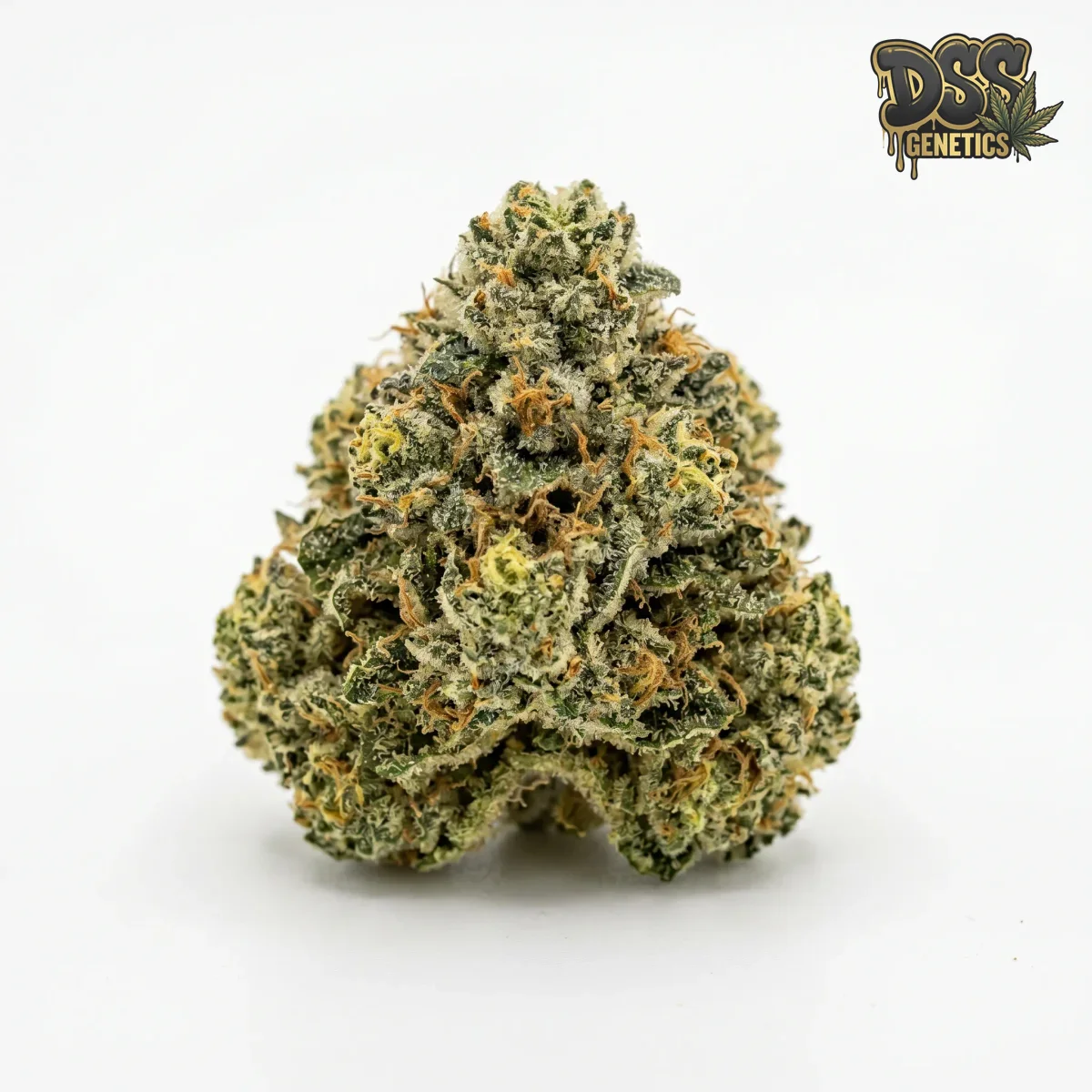 Holy Grail Kush Autoflower Seeds grow guide