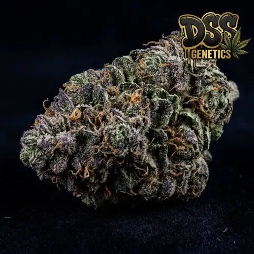 Holy Grail Kush Feminized Seeds cannabis seeds