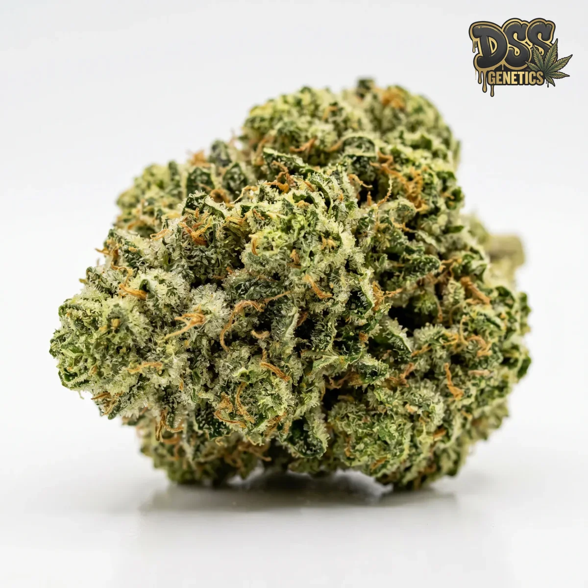 Holy Grail Kush grow guide
