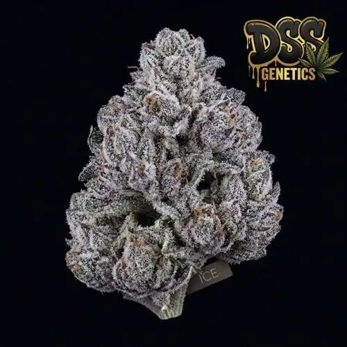 Ice Feminized Seeds cannabis seeds