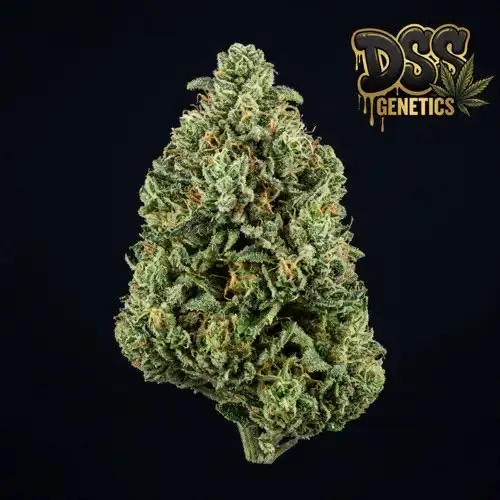 Jack Herer Autoflower Seeds cannabis seeds – Regular strain