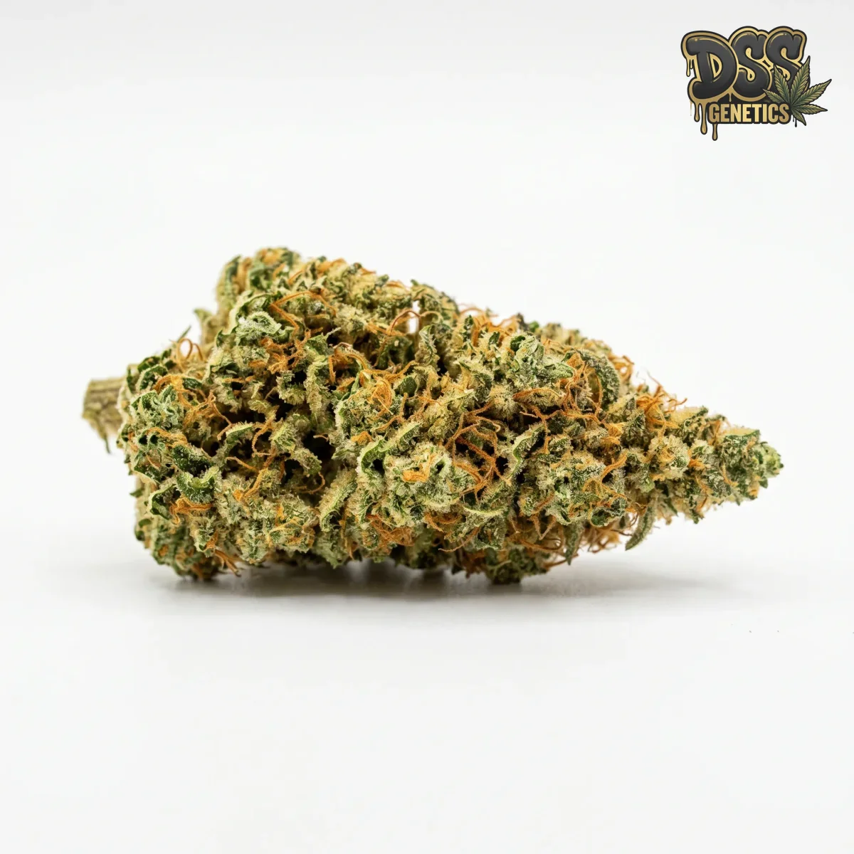 Jack Herer Autoflower Seeds grow guide