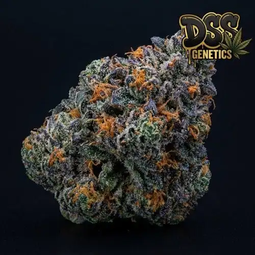 Jillybean Feminized Seeds cannabis seeds – Feminized strain