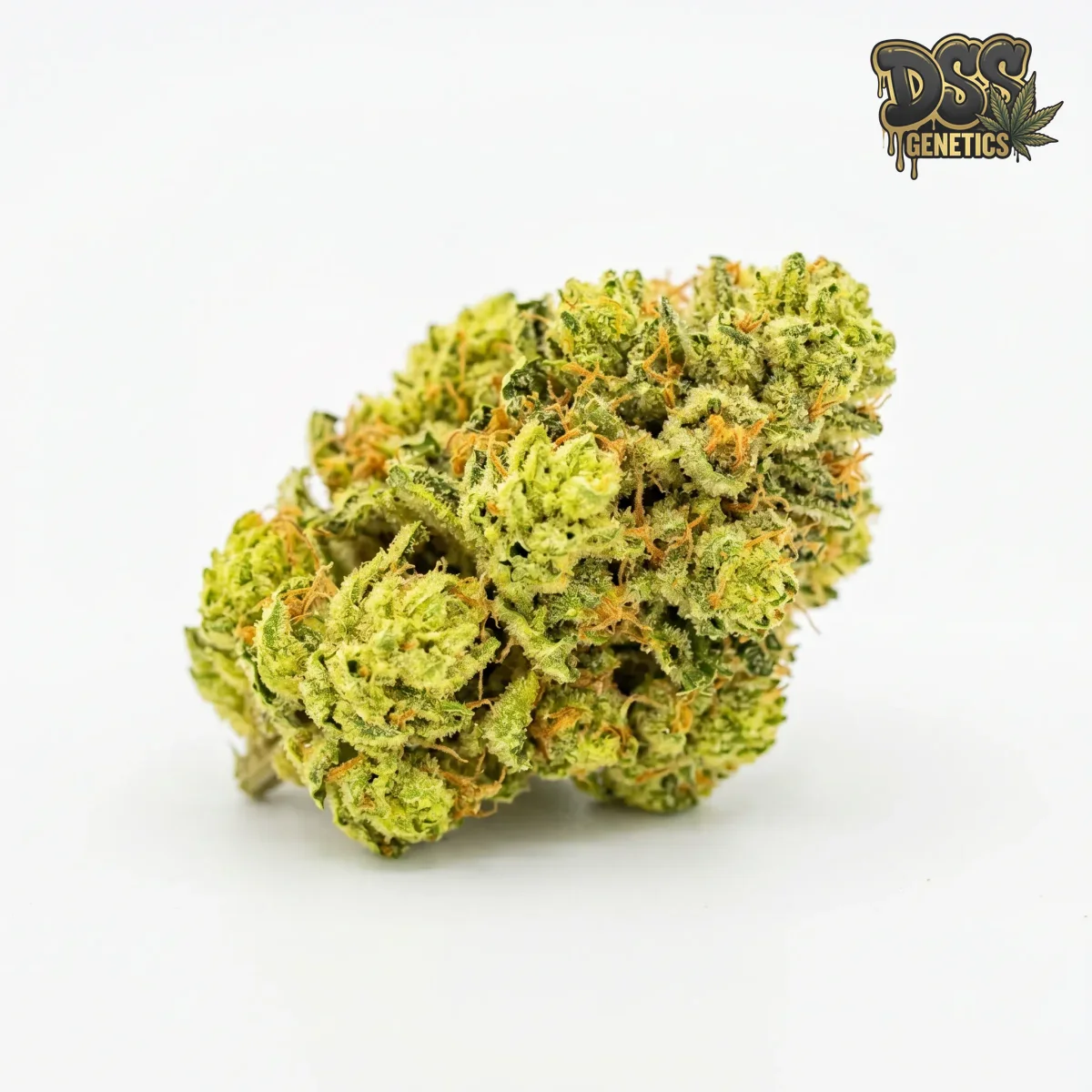 Jillybean grow guide