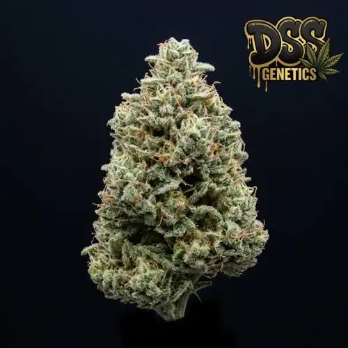 Jock Horror grow guide