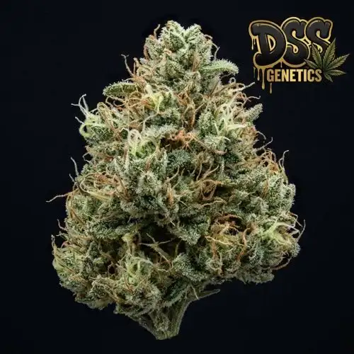 Jock Horror Feminized Seeds cannabis seeds