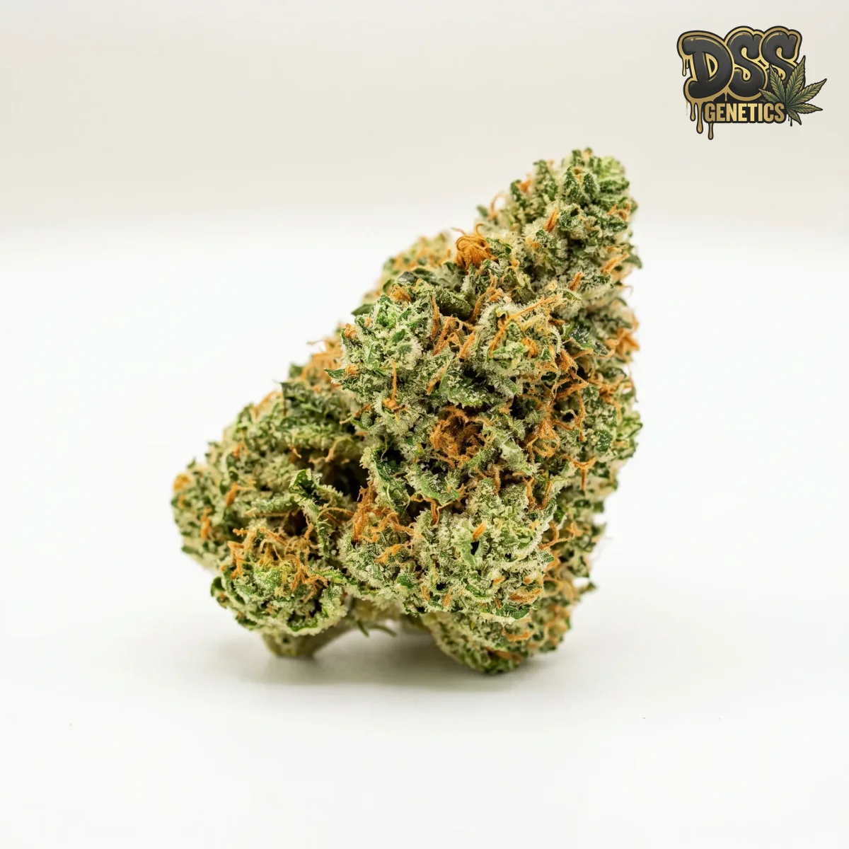 Jock Horror grow guide