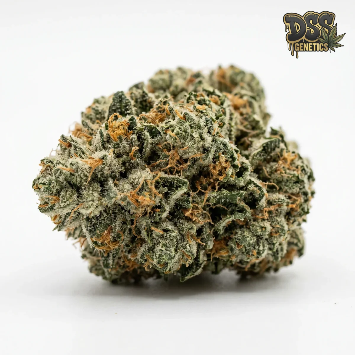 KC 33 x Master Kush Feminized Seeds cannabis seeds