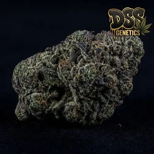 KO Kush Feminized Seeds cannabis seeds