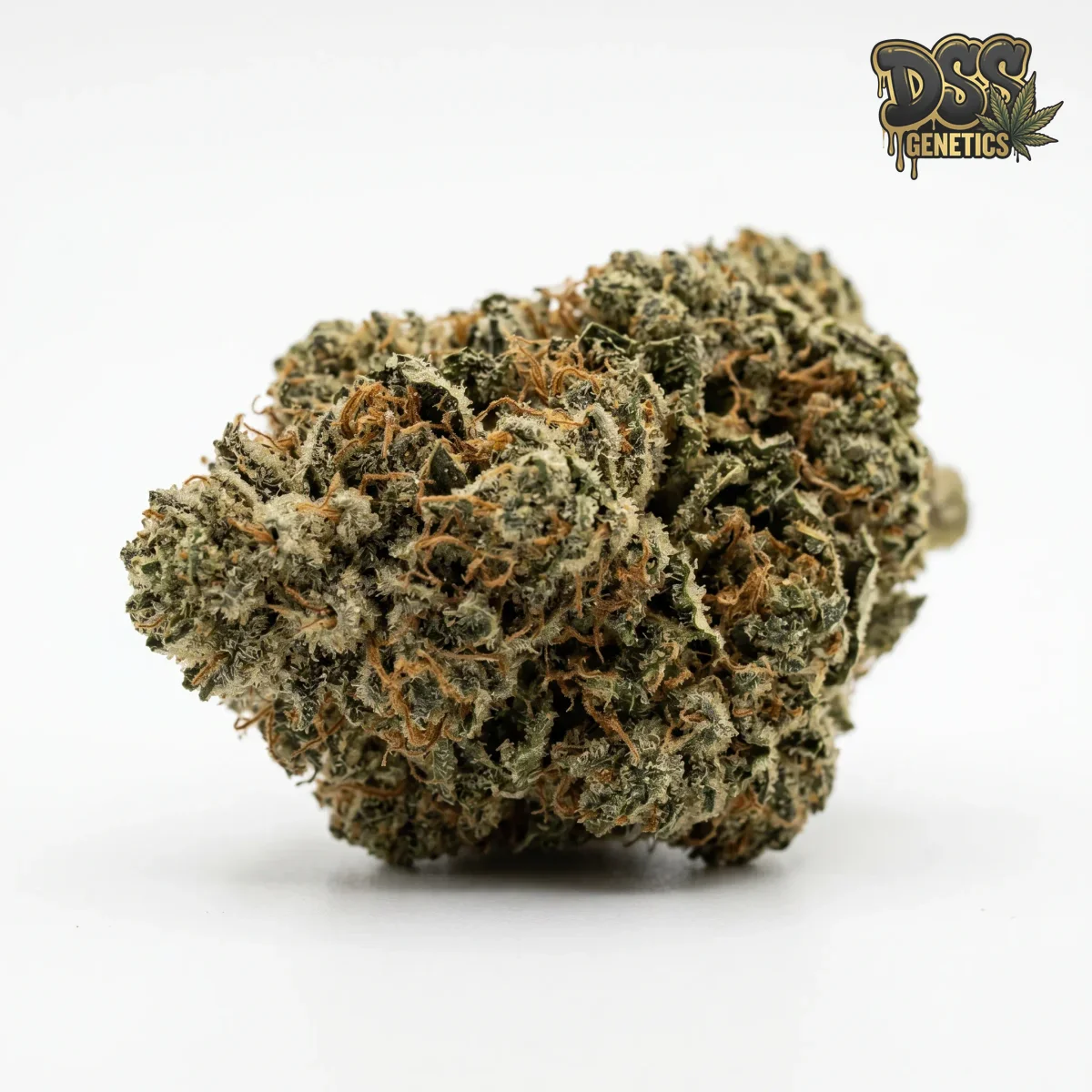 KO Kush grow guide