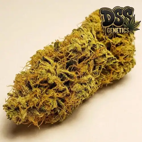 Kaya Gold grow guide