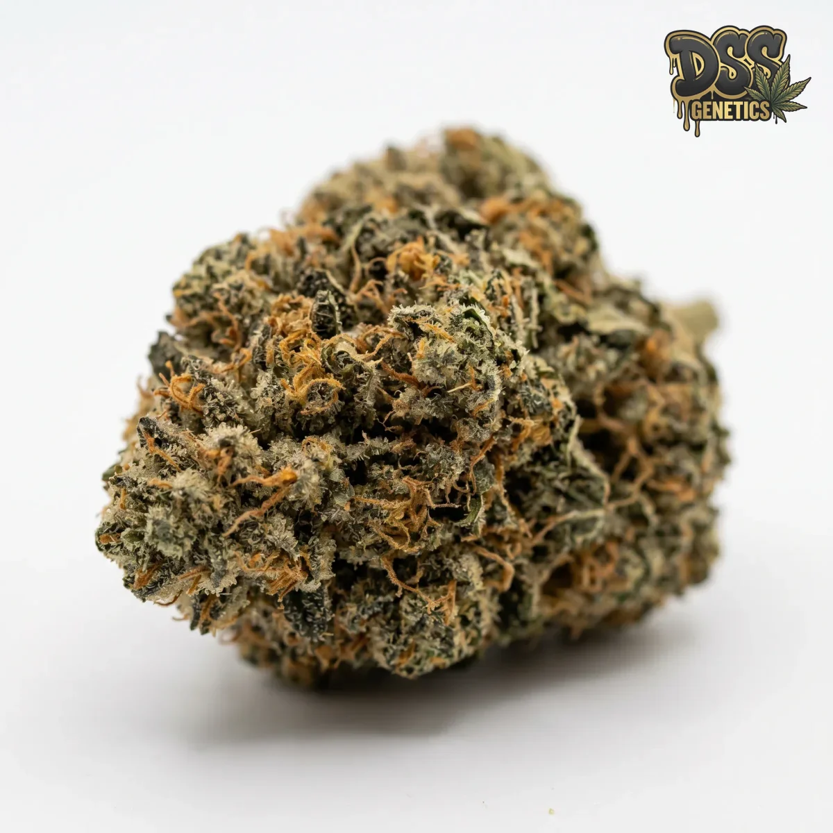 Khalifa Kush Feminized Seeds cannabis seeds