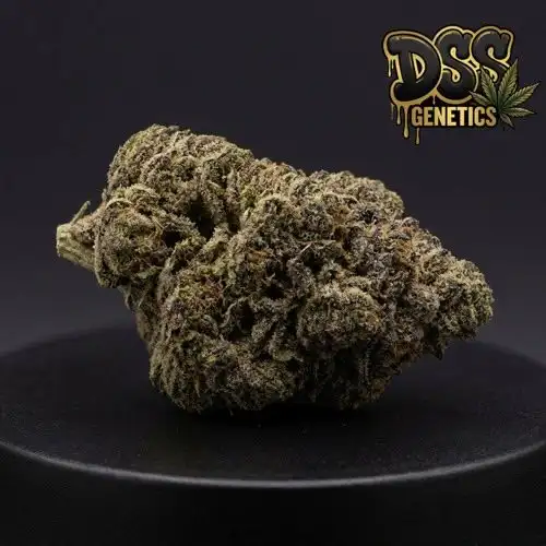 Kosher Kush Feminized Seeds cannabis seeds – Feminized strain