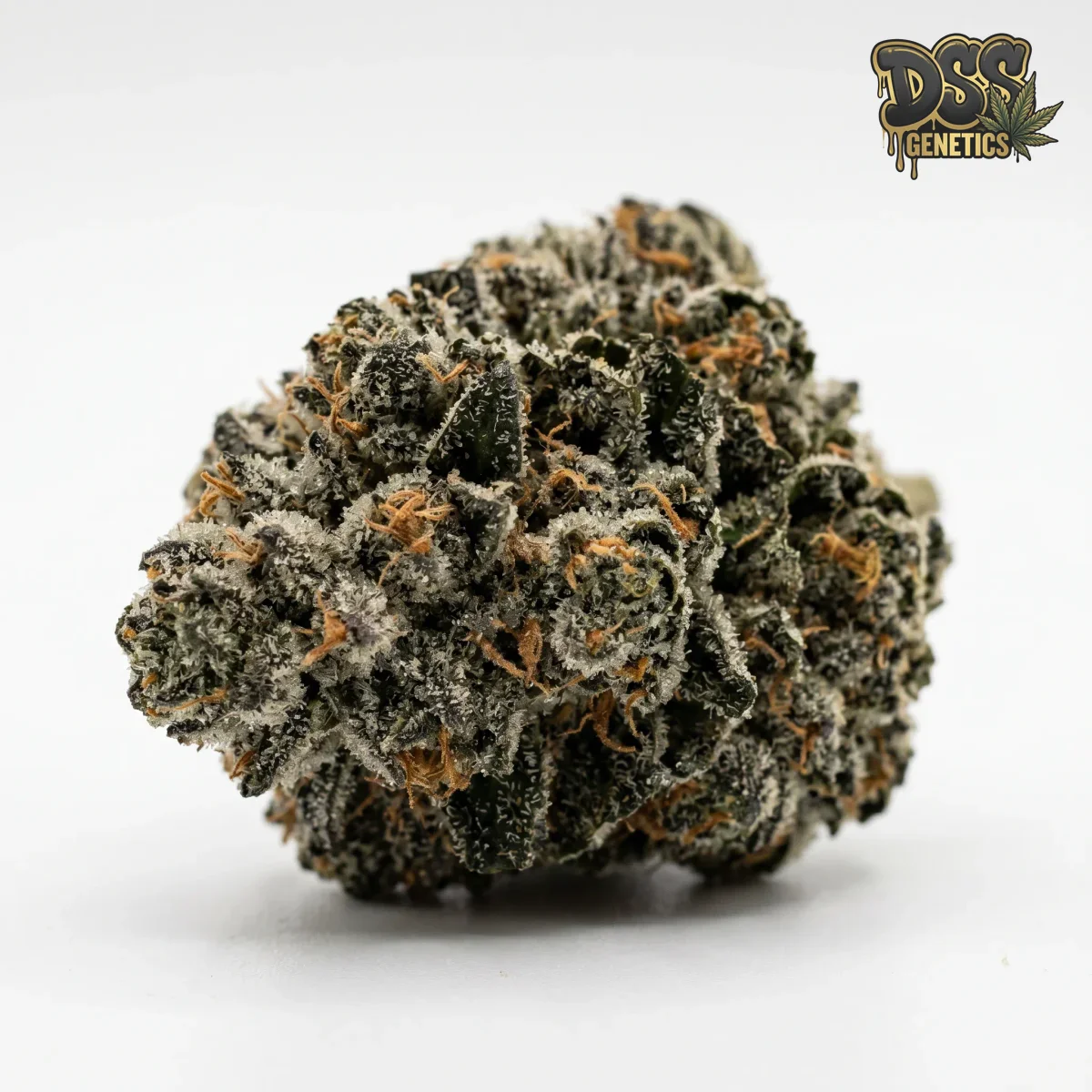 Kosher Kush Feminized Seeds cannabis seeds