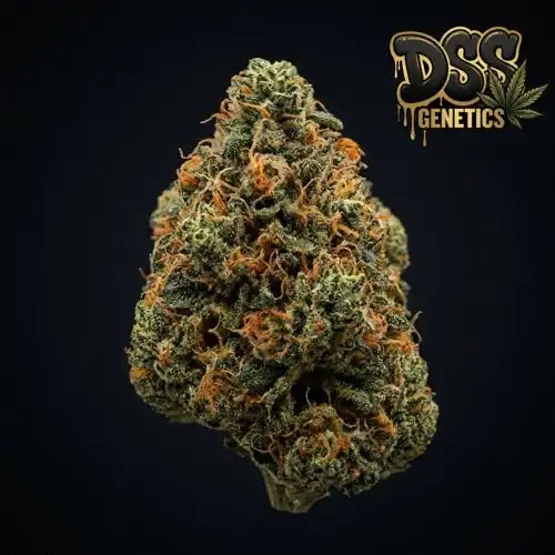 Kosher Tangie Feminized Seeds cannabis seeds