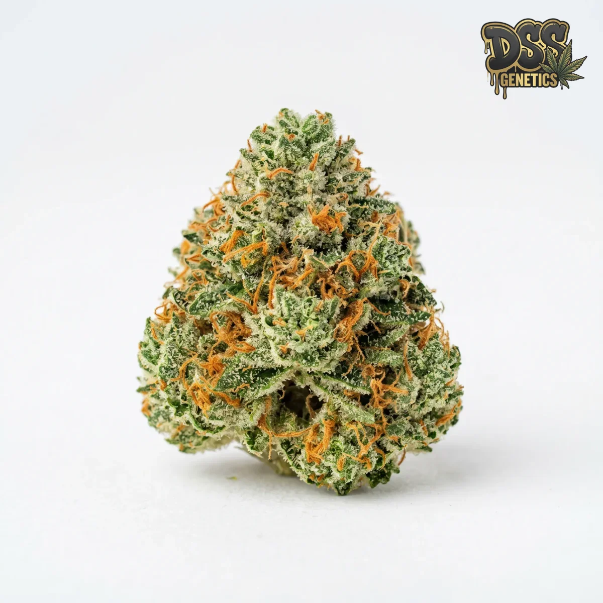 Kosher Tangie grow guide