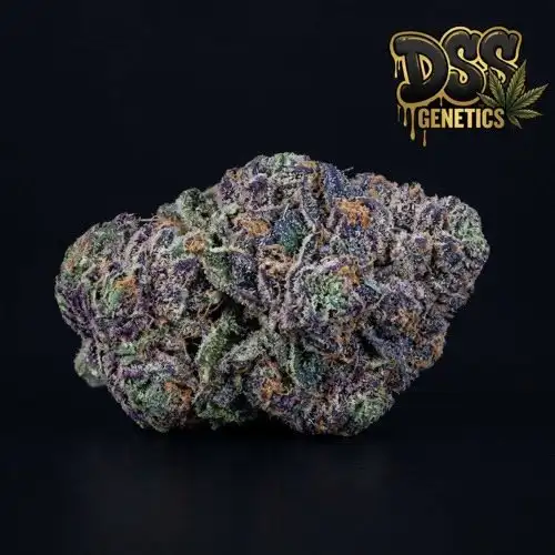 LSD Feminized Seeds cannabis seeds