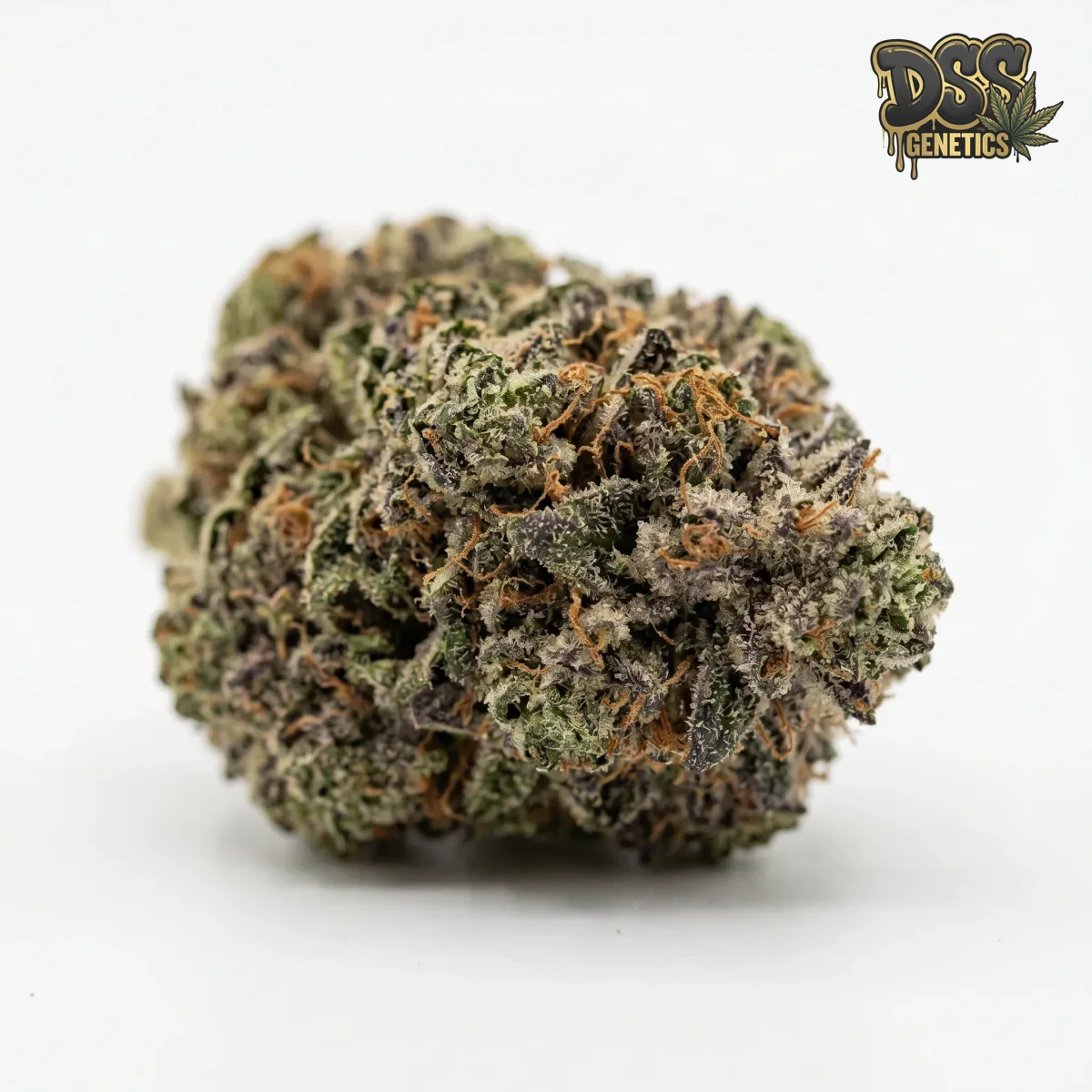 LSD grow guide