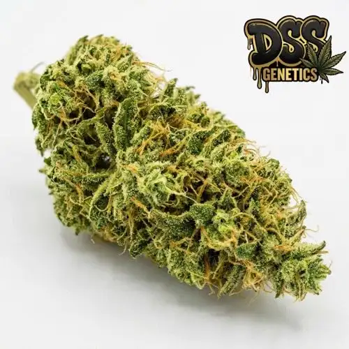 Lamb's Bread Feminized Seeds cannabis seeds