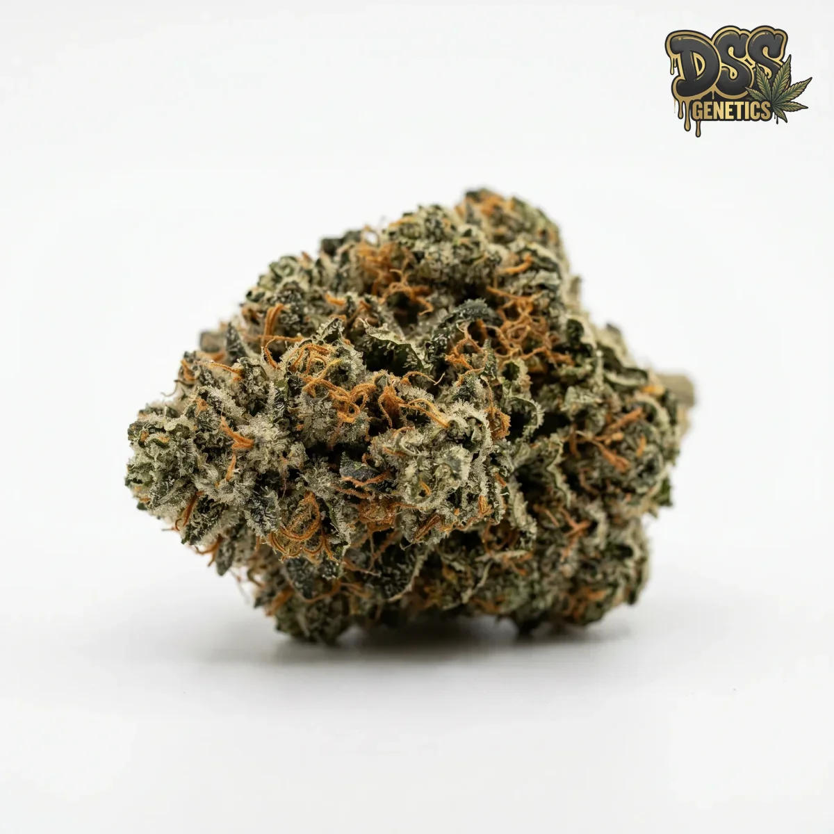 Larry OG grow guide
