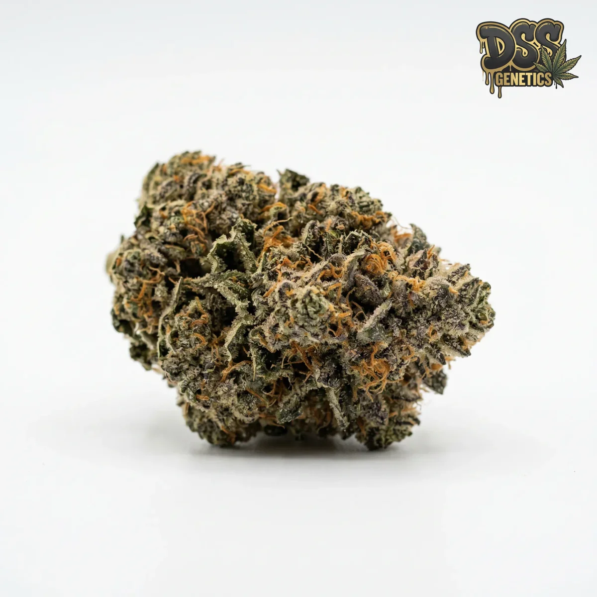 Lavender Kush grow guide