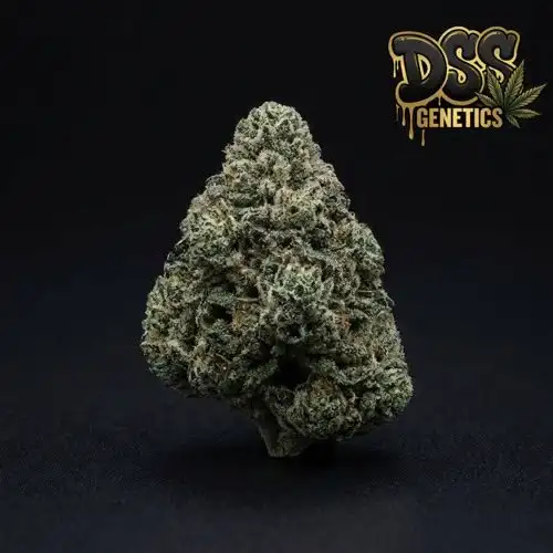 Legend OG Feminized Seeds cannabis seeds