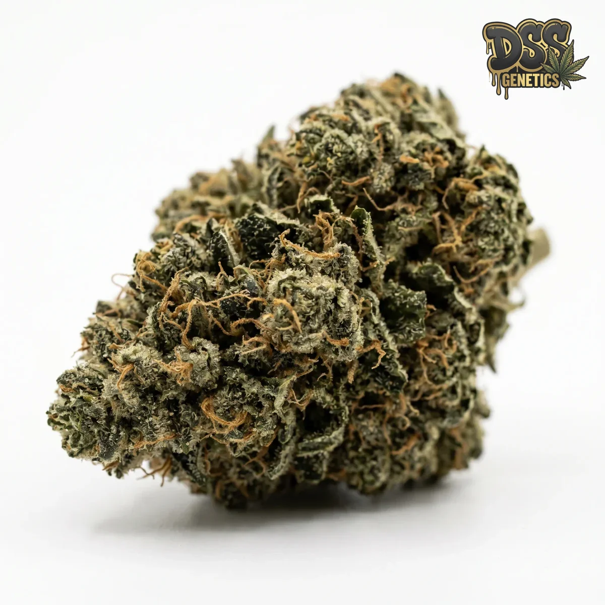 Legend OG Feminized Seeds cannabis seeds