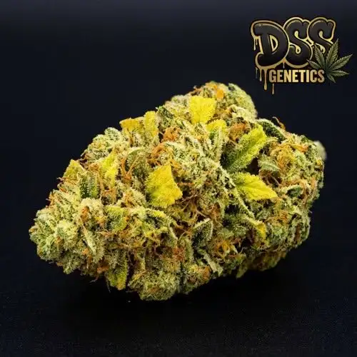 Lemon Kush grow guide