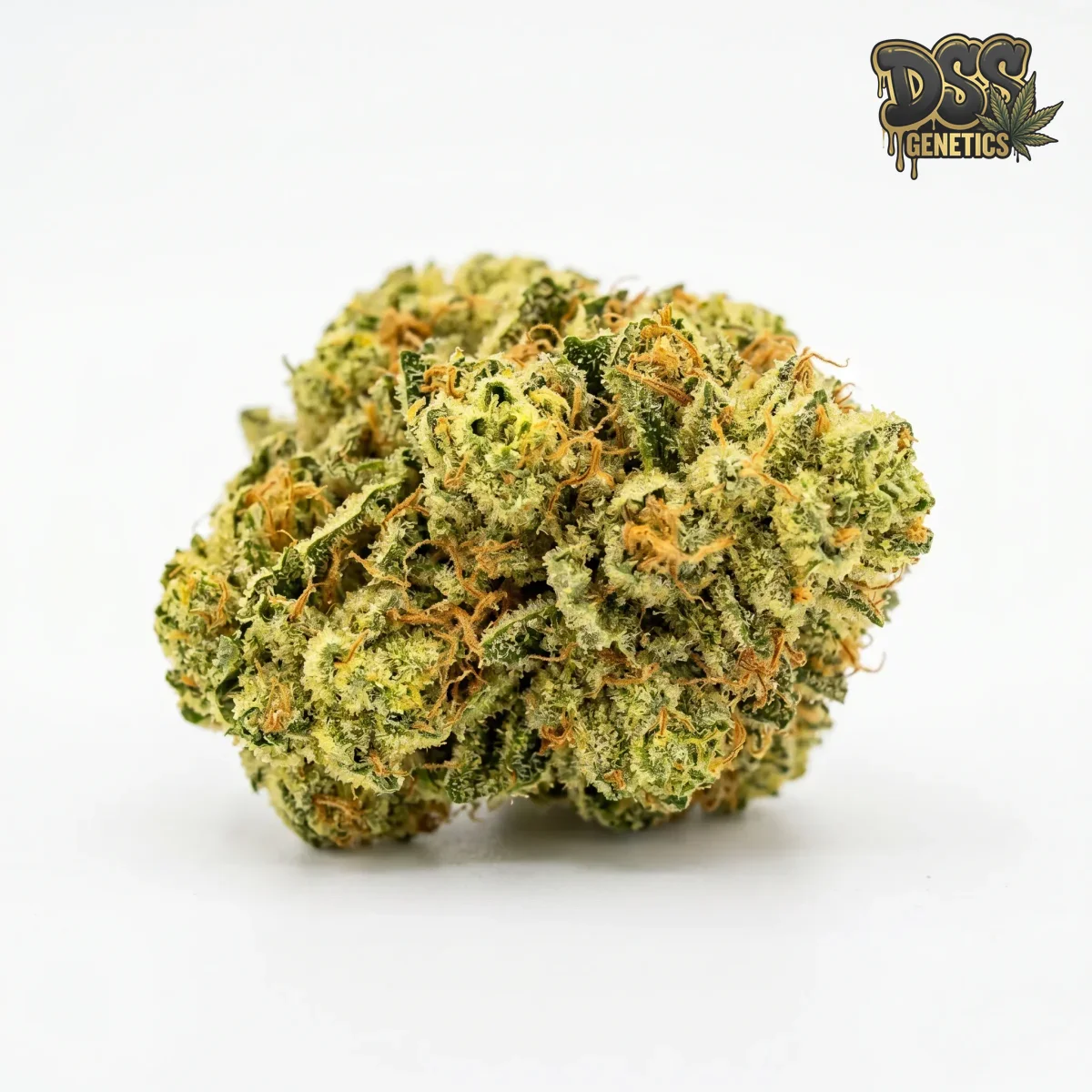 Lemon Kush Feminized Seeds cannabis seeds