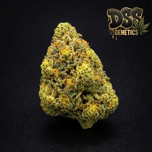 Lemon OG Kush Feminized Seeds cannabis seeds