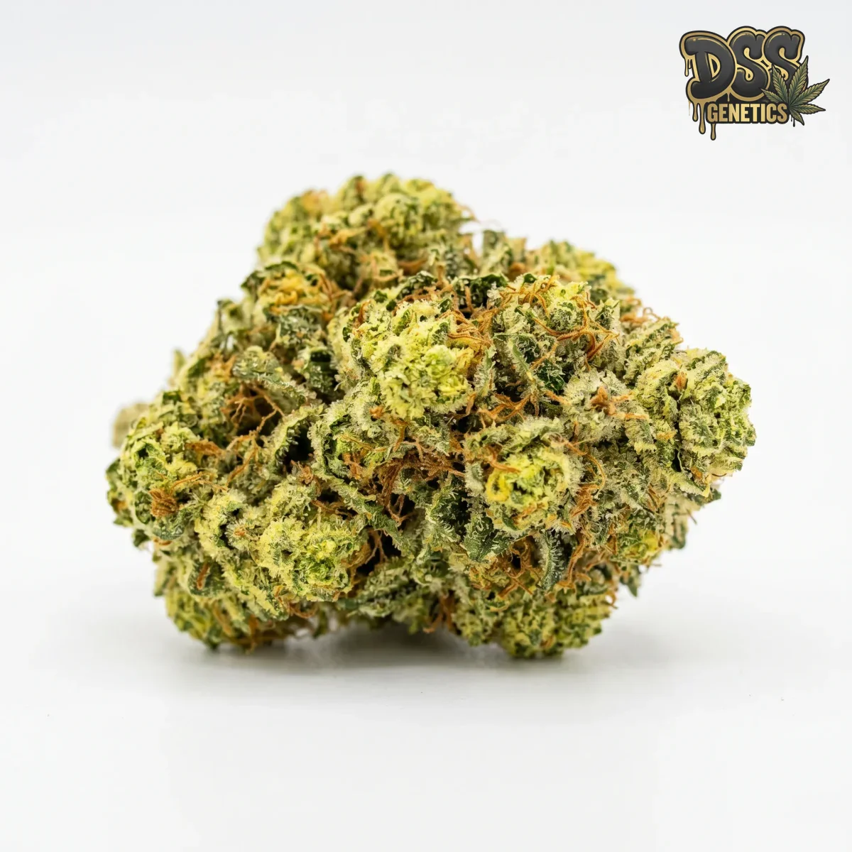 Lemon OG Kush grow guide
